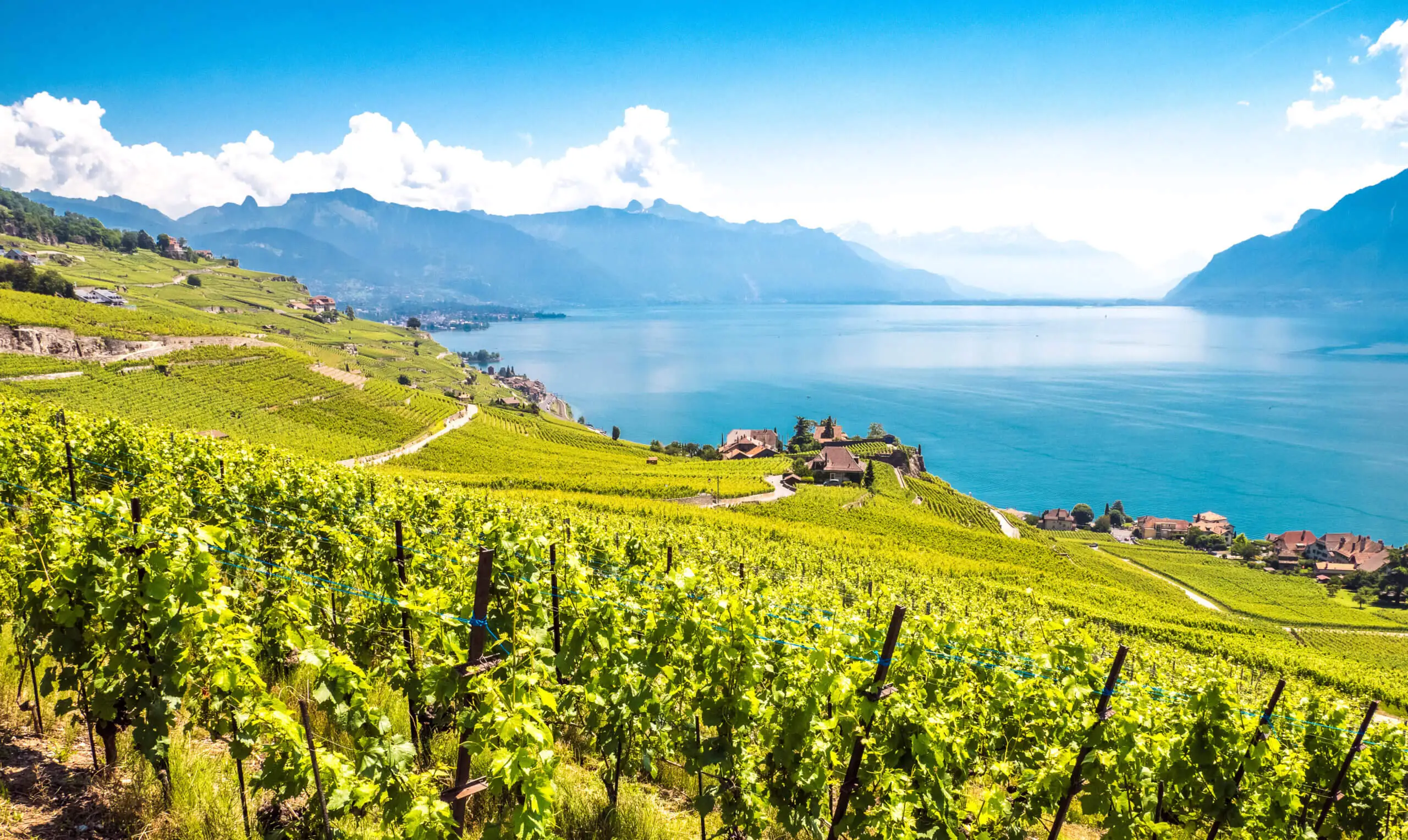Les vignes en terrasses de Lavaux, patrimoine UNESCO, au-dessus du Léman